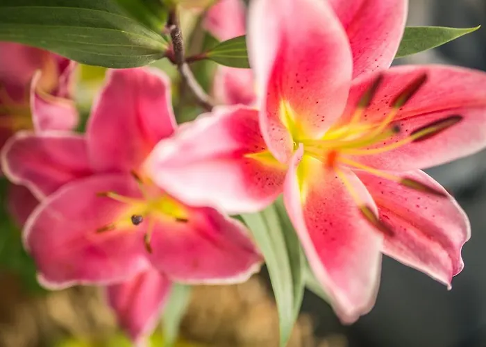 데스테 3* 그라도